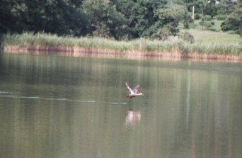 A waterfowl is now taking off Hirosawa pond.